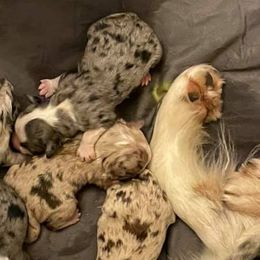Australian Shepherds from PC Homestead