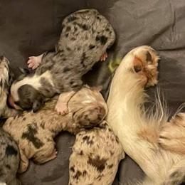 Australian Shepherds from PC Homestead