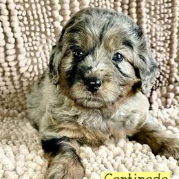 Centipede-Blue Merle - Merle male Goldendoodle puppy in Beecher, Illinois from Erica’s Doodles