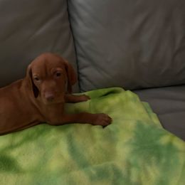 Simon, Black - Golden rust male Vizsla puppy in Old Town, Florida from Foxfire Vizslas