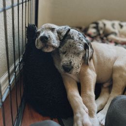 Great Dane Puppies from Babes & Danes