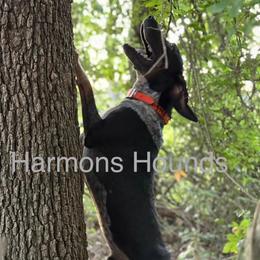 Banjo - Bluetick Coonhound