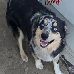 Piper - Miniature Australian Shepherd