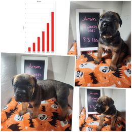 Arson (Fawn) - Fawn male Cane Corso puppy in Manitowoc, Wisconsin from Sinner & Saint Cane Corso