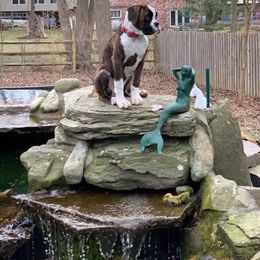Boxer Puppies from Euro Boxx Boxers