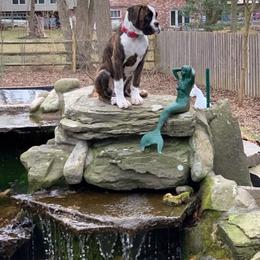Boxer Puppies from Euro Boxx Boxers