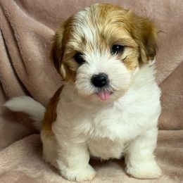 Pumpkin - Red male Havanese puppy in Maryville, Missouri from Dreamworks Havanese