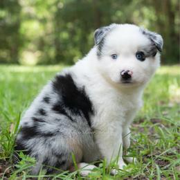 Finn - Blue merle male Miniature Australian Shepherd puppy in Lacombe, Louisiana from Indigo River Aussies