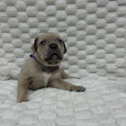Purple collar - Gray and fawn female Cane Corso puppy in Fritch, Texas from Carrie Brown's Cane Corsos