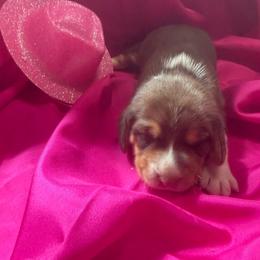 Girl 4 - Red and white female Beagle puppy in Dime Box, Texas from Kuehlers Kavaliers
