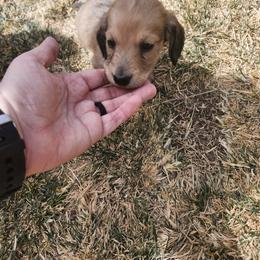 Dachshund Puppies from Panhandle Dashing Doxies