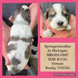 English Springer Spaniel and Springerdoodle Puppies from Springerdoodles In MI