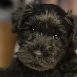 Miniature Schnauzer Puppies from Mt. View's Pretty Little Schnauzers