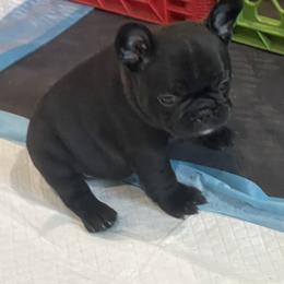 Bastien (Bass) - Brindle male French Bulldog puppy in Alabama from Rathbone Bulldogs