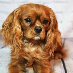 Cavachons, Cavalier King Charles Spaniels, Cavapoos, and Goldendoodles from Manoka's Honeybee