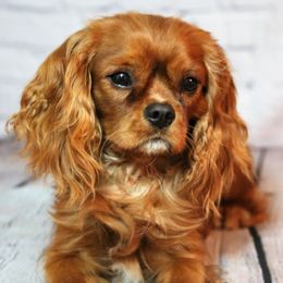 Cavachons, Cavalier King Charles Spaniels, Cavapoos, and Goldendoodles from Manoka's Honeybee