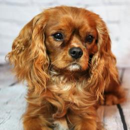 Cavachons, Cavalier King Charles Spaniels, Cavapoos, and Goldendoodles from Manoka's Honeybee