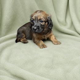 Luke - Red male Dachshund puppy in Richmond, Virginia from Paw Prints