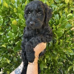 Blessing - Black male Goldendoodle puppy in Atascadero, California from Daring to Dream Doodles