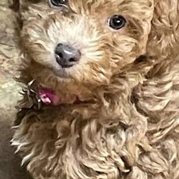 Poodles and Yorkshire Terriers from Sassy T’s Puppy Palace