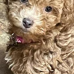 Poodles and Yorkshire Terriers from Sassy T’s Puppy Palace