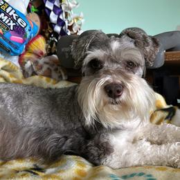 Jack - Miniature Schnauzer