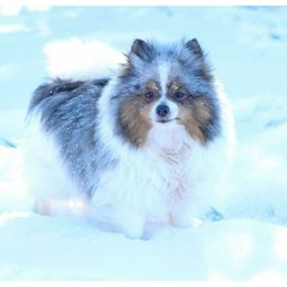 Jazzy - Pomeranian