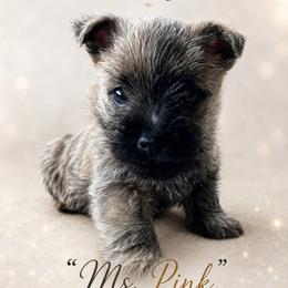 Ms. Pink - Cream brindle female Cairn Terrier puppy in Pottersville, Missouri from Cairn Terriers of Heatherridge,LLC
