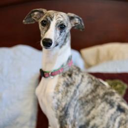 Whippet puppies from Rogue Mountain Manor
