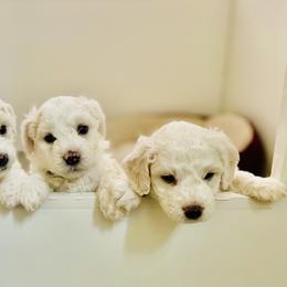 Bichon Frise Puppies from Christen’s Puppy Land