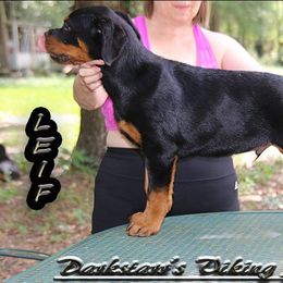Rottweiler Puppies from Darkstarr Rottweilers