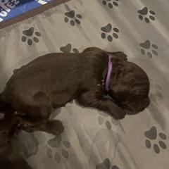 Purple - Brown male Boykin Spaniel puppy in Victoria, Minnesota from Northern Flight Boykins