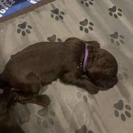Purple - Brown male Boykin Spaniel puppy in Victoria, Minnesota from Northern Flight Boykins