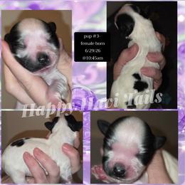 3rd born- no name yet - Black and white female Havanese puppy in Kansas City, Missouri from Happy Havi Tails