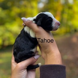 Tahoe - Black and white male Sheepadoodle puppy in Clemson, South Carolina from Love Tallulah Sheepadoodles LLC