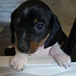 Tissy - Piebald female Dachshund puppy in Oklahoma City, Oklahoma from Hamm Weenies  AKC (Dachshunds)