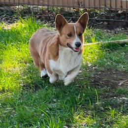 Scooter - Pembroke Welsh Corgi