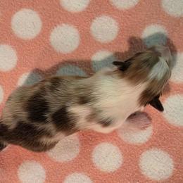 Indy - Sable merle and white female Shetland Sheepdog puppy in Wapello, Iowa from Willow Rayne shelties and more