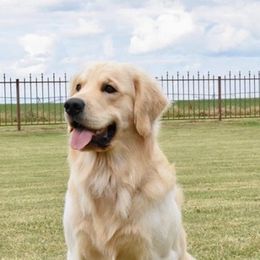 Golden Retrievers from Sam's Goldens
