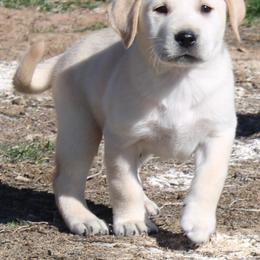 Beagle and Labrador Retriever Puppies from Badland Kennel