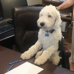 Eddie  - Sheepadoodle