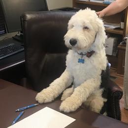 Eddie  - Sheepadoodle
