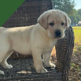 Dark green - Yellow male Labrador Retriever puppy in Wilson’s, Virginia from Cedar Hill Farm Labradors