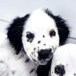 Baloo - White and black male Dalmatian puppy in Gray, Georgia from Fuller Spots