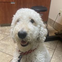 Double Doodles from Cobb House Doodles