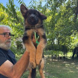 Male 1 - Black and red male German Shepherd puppy in Dallas, Texas from Sam's Highest Quality Shepherds