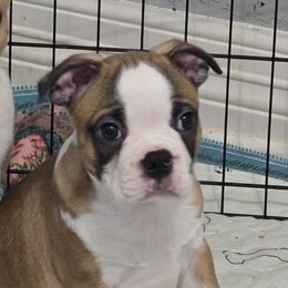 Leonard - Seal and white male Boston Terrier puppy in Orange, Texas from Emerald Moon Bostons