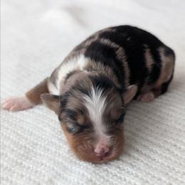 Girl 4 Pink - Blue merle female Australian Shepherd puppy in Yakima, Washington from Naches Heights Ranch