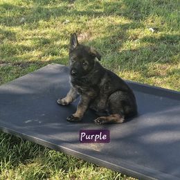 German Shepherd Puppies from Von Thomson Haus