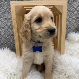 Bennett - Apricot male Goldendoodle puppy in Boise, Idaho from Goldendoodle Baby